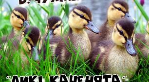 В.Чухліб "Дикі каченята"