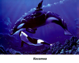 0201mkwg-a423-270x214.png