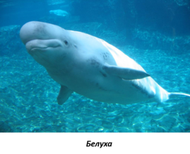 0201mkwm-066a-269x218.png