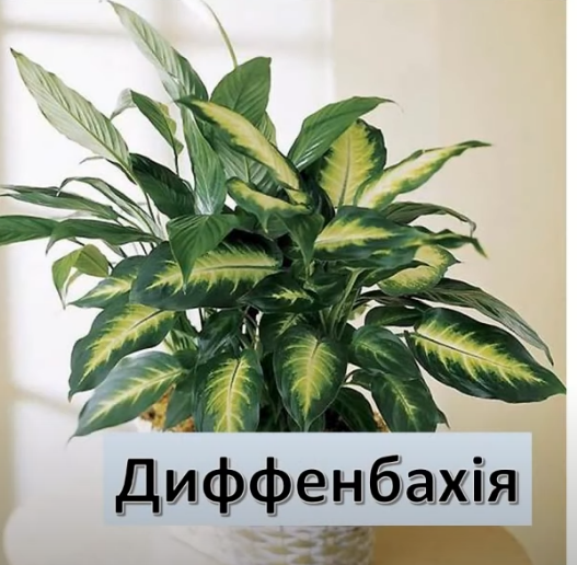 0201mn7g-860c-527x516.png