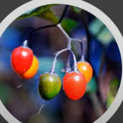 0201mne7-d44c-240x241.png