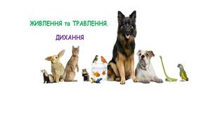 ЖИВЛЕННЯ та ТРАВЛЕННЯ. ДИХАННЯ