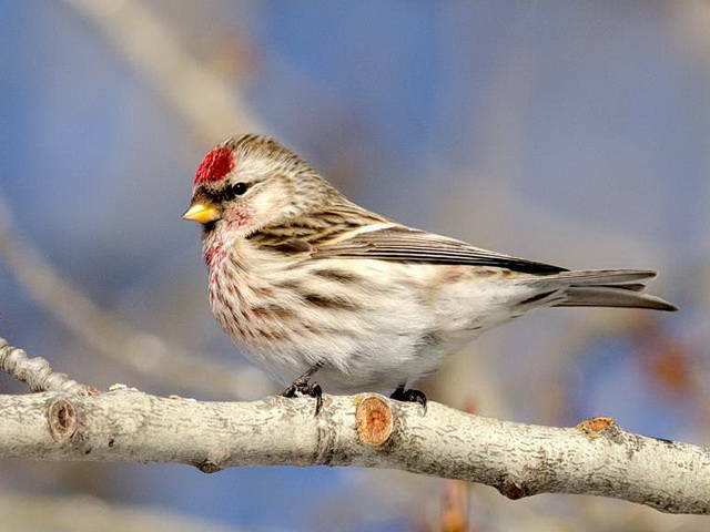 Чечітка звичайна (Acanthis flammea). Птахи України.