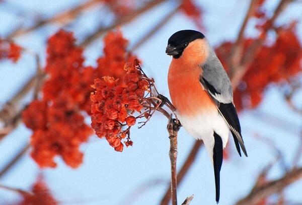 Цікаві дитячі загадки про снігурів українською мовою