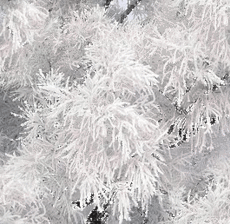 0201n2jz-ee0e-230x224.gif