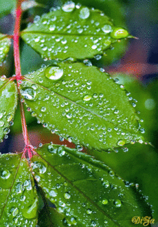 0201n2k4-6452-230x329.gif