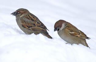 0201n6pe-f7b0-315x205.jpg
