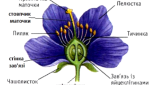 Будова квітки