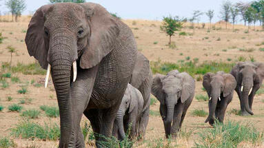 Drama de los elefantes africanos: pasan hambre mientras la crisis climática hace que la selva tropical más grande del continente agonice - Noticias Ambientales