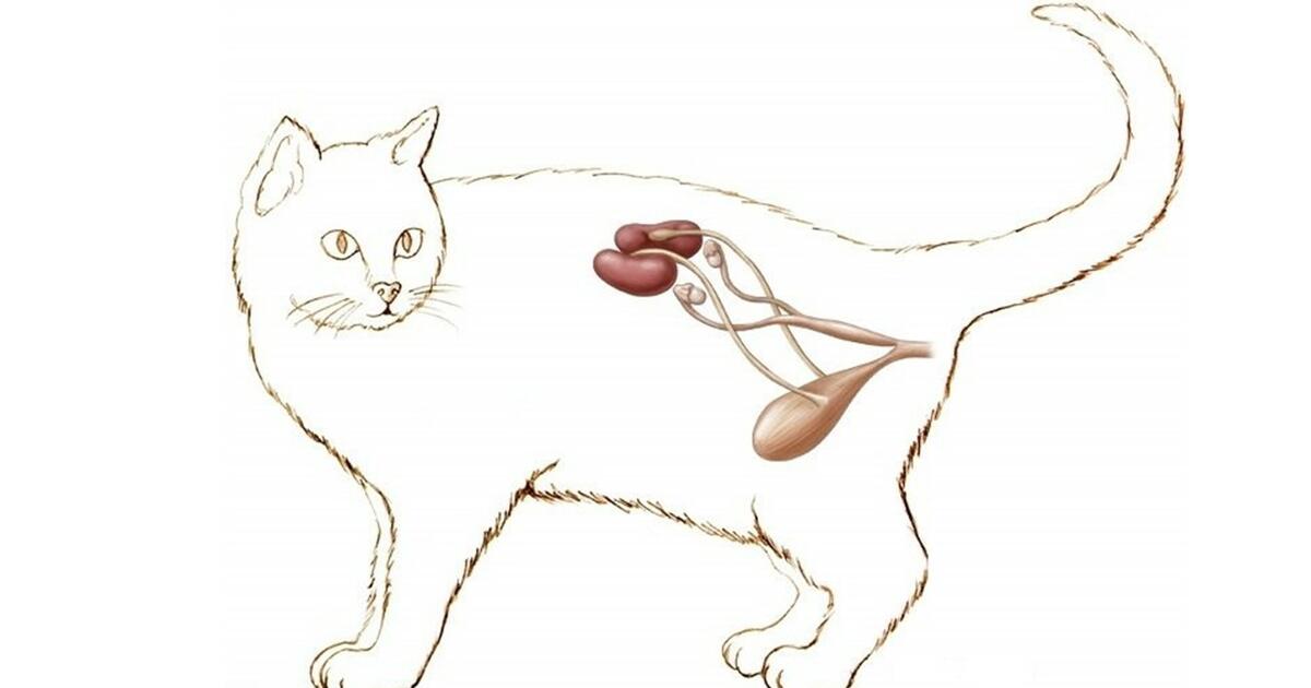 Мочеточники у собаки. Выделительная система кошки. Мочевой пузырь кошки анатомия. Анатомия кота мочевой пузырь. Анатомия мочевыделительной системы у кошек.