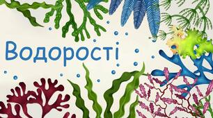Водорості