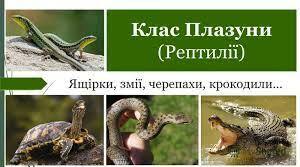Плазуни