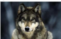 0201nh4k-3528-200x128.png