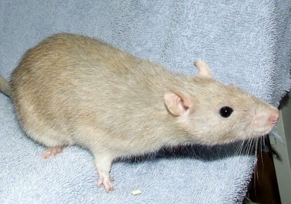 2914ccc47ace317920ad68f992f3264e.jpg