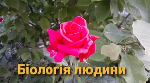 Серце