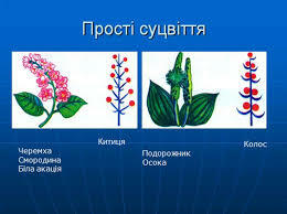 Тема: Суцвіття