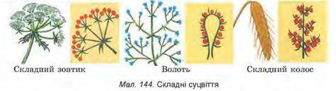 Біологія : § 34 . Суцвіття