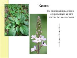 Суцвіття. Китиця. Зонтик. Колос. Початок презентация, доклад