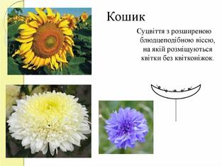 Суцвіття. Китиця. Зонтик. Колос. Початок - презентация онлайн