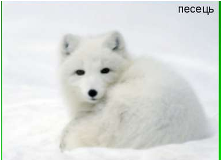 0201nn2x-e5e8-443x321.png