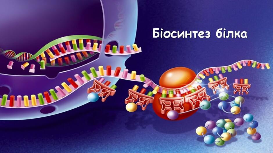 Біосинтез білка - YouTube