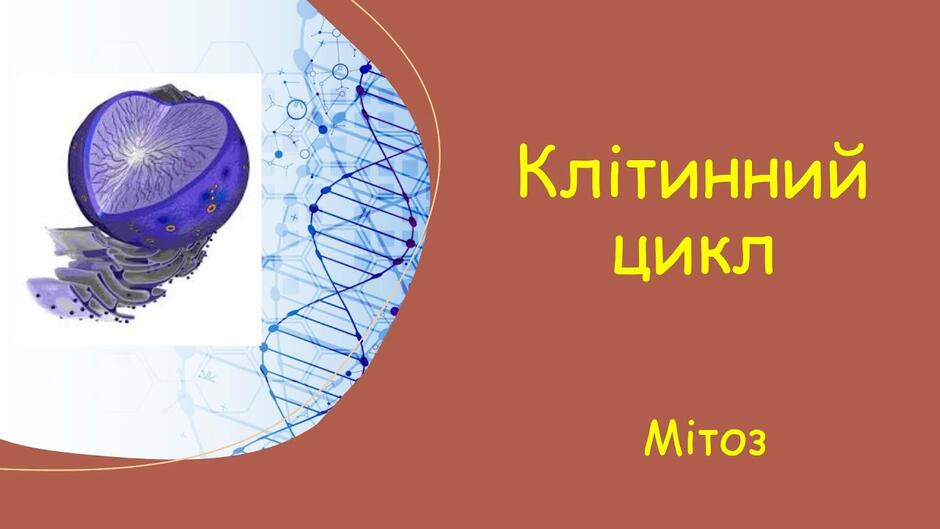 Клітинний цикл. Мітоз - YouTube