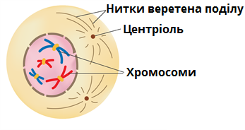 Мітоз — урок. Біологія, 9 клас.