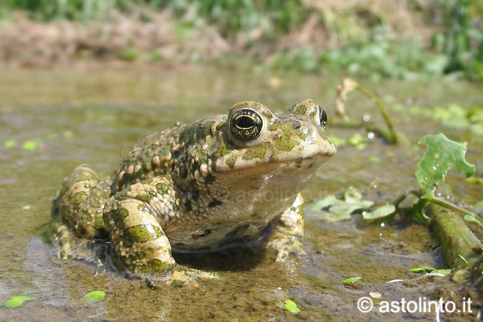 Rospo smeraldino europeo (Bufotes/Pseudepidalea viridis) - Astolinto°