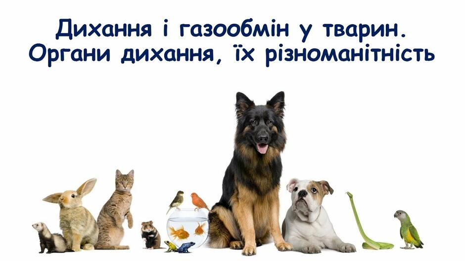 Дихання та газообмін у тварин. Органи дихання, їх різноманітність. - YouTube