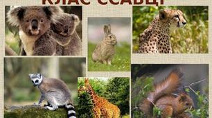 Хто такі ссавці? 