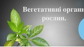 Вегетативні органи рослин ІІ варіант